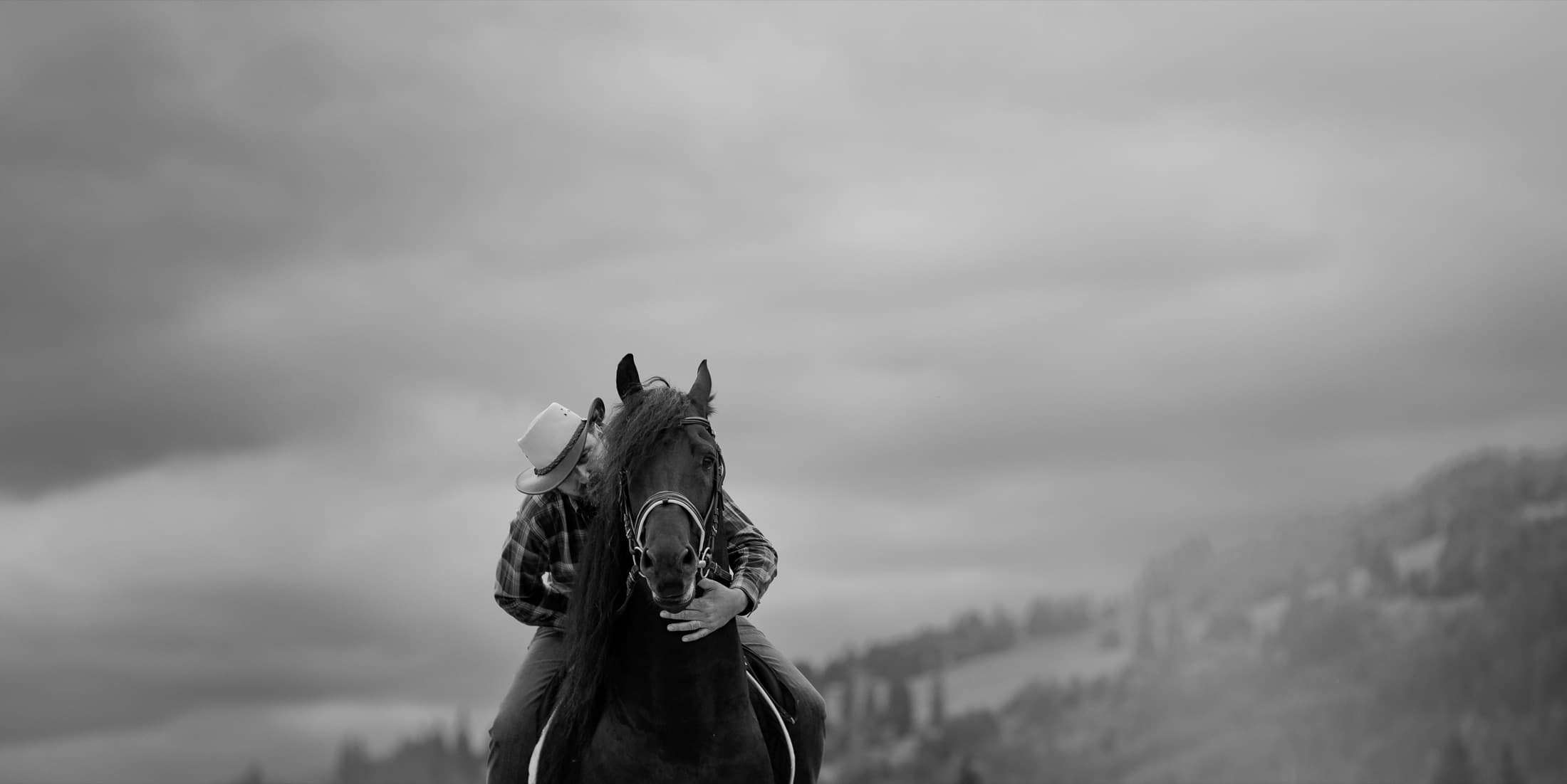 A horse on a farm in Țara Dornelor