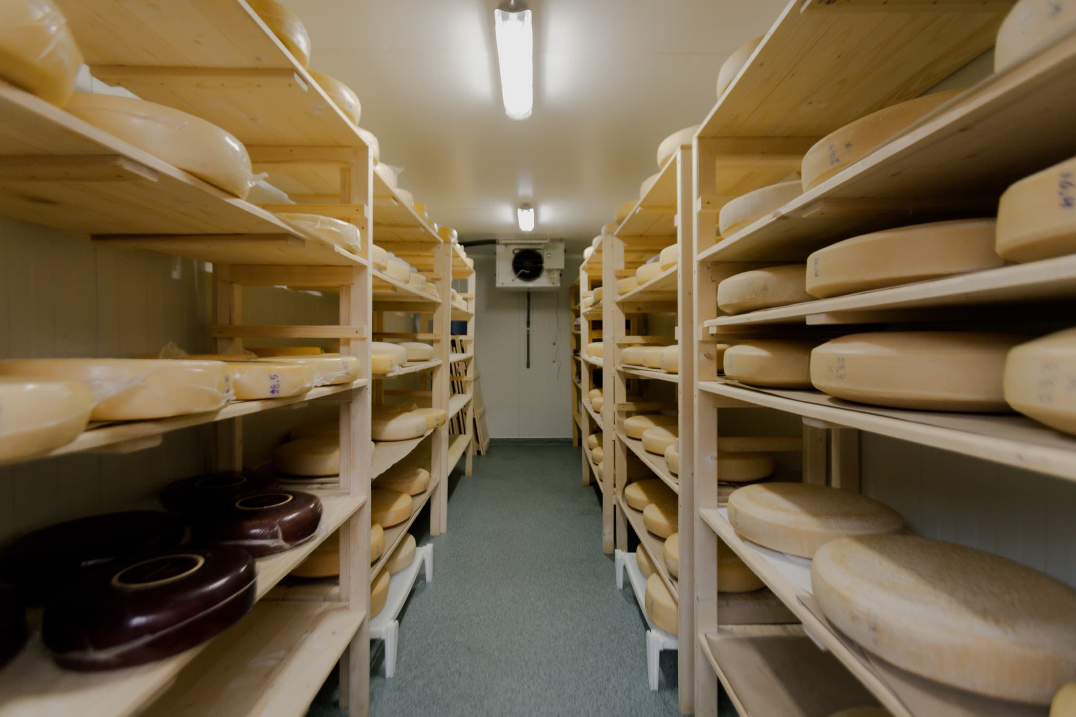 Local dairy products stored in a maturation room