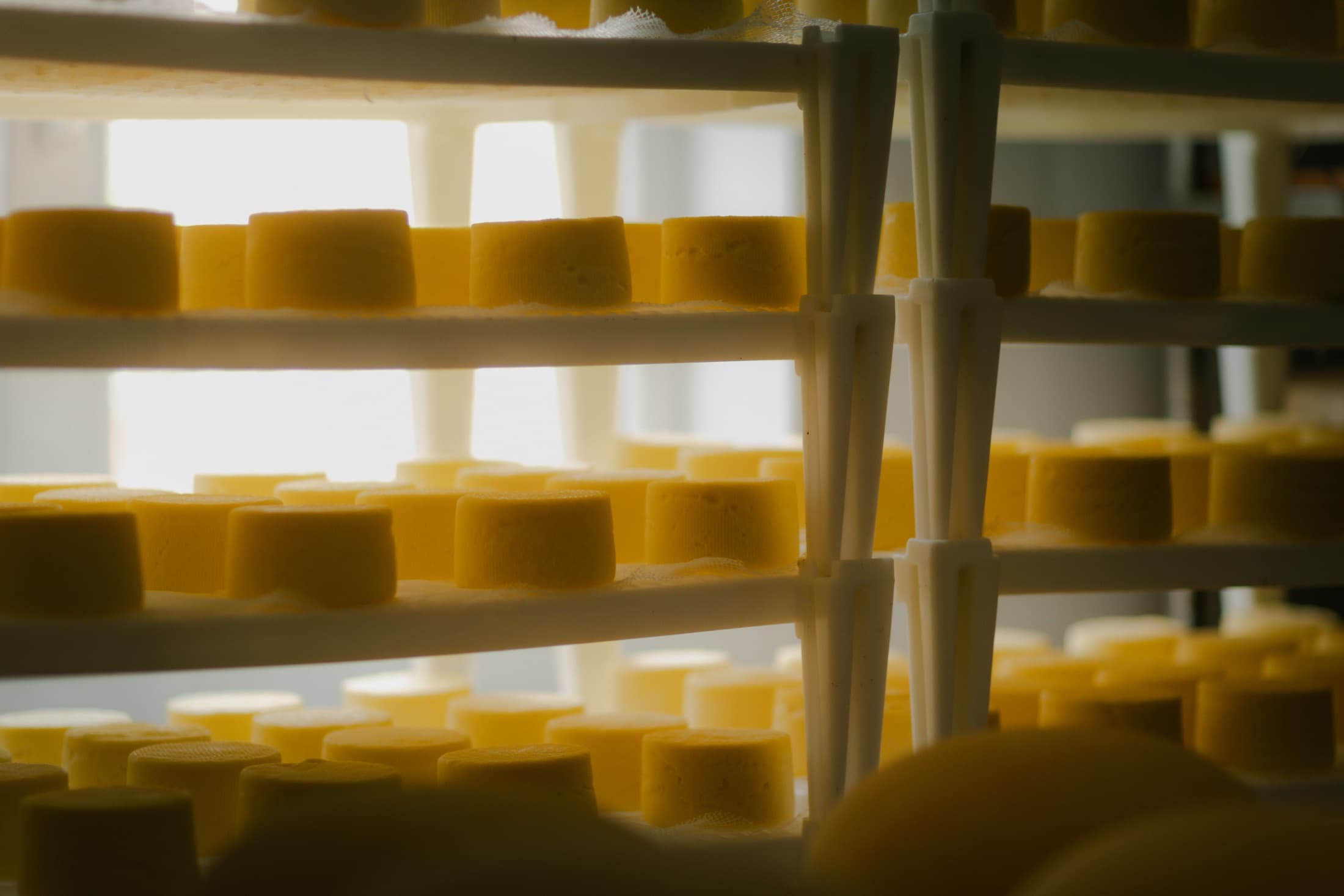 Wheels of cheese produced and matured locally